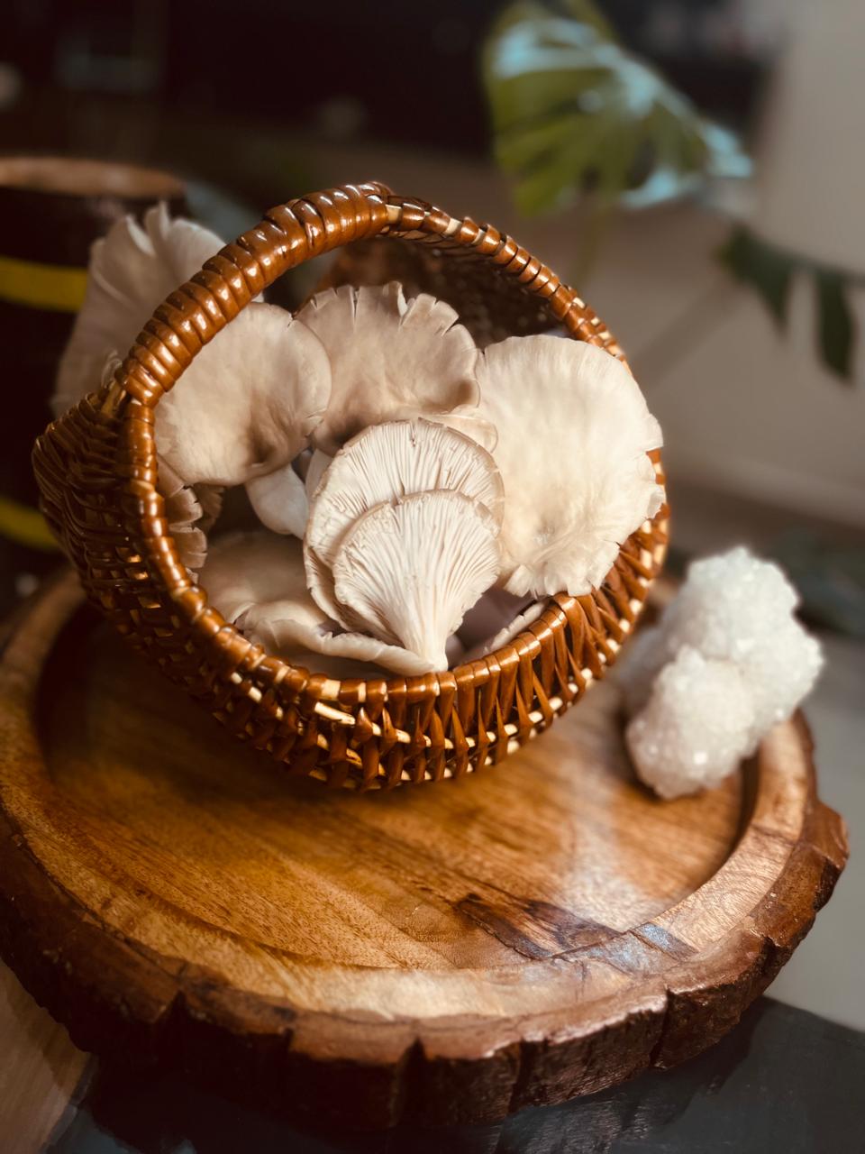 Mushroom Cultivation-image